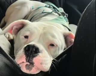 Illustration de l'article : R&eacute;duit au silence avec un collier anti-aboiements, ce chien retrouve sa voix et le bonheur avec son adoptante qu'il remercie en &laquo; chantant &raquo; (vid&eacute;o)