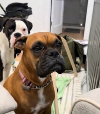 Illustration de l'article : Un Boxer inquiet aboie en croyant qu&rsquo;on fait du mal au b&eacute;b&eacute; qui a simplement besoin de faire un rot (vid&eacute;o)