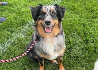 Illustration de l'article : Bless&eacute;e par balle par un livreur &laquo; effray&eacute; &raquo;, une chienne dispara&icirc;t mais retrouve son foyer une semaine plus tard gr&acirc;ce &agrave; un drone