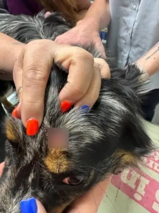 Illustration de l'article : Bless&eacute;e par balle par un livreur &laquo; effray&eacute; &raquo;, une chienne dispara&icirc;t mais retrouve son foyer une semaine plus tard gr&acirc;ce &agrave; un drone