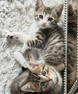 Illustration de l'article : &laquo; Je me suis donn&eacute; pour mission de leur trouver une maison ensemble &raquo;, le beau combat d'une b&eacute;n&eacute;vole pour faire adopter 2 petits chats soud&eacute;s