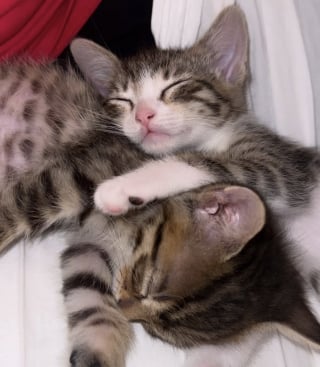 Illustration de l'article : &laquo; Je me suis donn&eacute; pour mission de leur trouver une maison ensemble &raquo;, le beau combat d'une b&eacute;n&eacute;vole pour faire adopter 2 petits chats soud&eacute;s