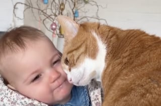Illustration de l'article : Un chat et un b&eacute;b&eacute; mettent en &eacute;vidence un lien tr&egrave;s fort en se c&acirc;linant tendrement (vid&eacute;o)
