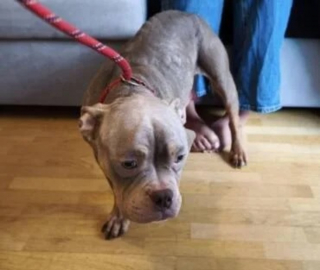 Illustration de l'article : Affam&eacute;e au point de manger du carton et trop faible pour nourrir ses chiots, cette chienne s'&eacute;panouit avec sa fille aupr&egrave;s de leurs adoptants