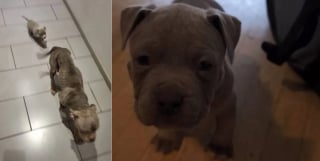 Illustration de l'article : Affam&eacute;e au point de manger du carton et trop faible pour nourrir ses chiots, cette chienne s'&eacute;panouit avec sa fille aupr&egrave;s de leurs adoptants