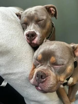 Illustration de l'article : Affam&eacute;e au point de manger du carton et trop faible pour nourrir ses chiots, cette chienne s'&eacute;panouit avec sa fille aupr&egrave;s de leurs adoptants