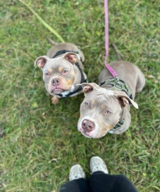 Illustration de l'article : Affam&eacute;e au point de manger du carton et trop faible pour nourrir ses chiots, cette chienne s'&eacute;panouit avec sa fille aupr&egrave;s de leurs adoptants