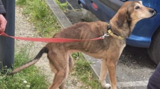 Illustration de l'article : Sauv&eacute;e gr&acirc;ce aux signalements de voisins, cette chienne squelettique de 13 ans se reconstruit dans un refuge adapt&eacute;