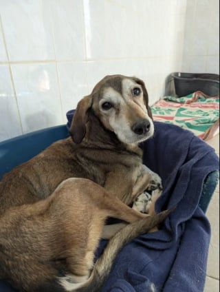 Illustration de l'article : Sauv&eacute;e gr&acirc;ce aux signalements de voisins, cette chienne squelettique de 13 ans se reconstruit dans un refuge adapt&eacute;