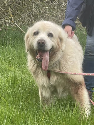 Illustration de l'article : À la SPA de Sarrebourg, 2 Bergers des Tatras attendent des adoptants expérimentés après le décès de leur éleveur (vidéo)