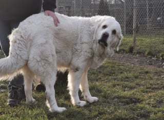 Illustration de l'article : À la SPA de Sarrebourg, 2 Bergers des Tatras attendent des adoptants expérimentés après le décès de leur éleveur (vidéo)