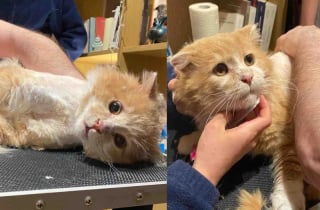 Illustration de l'article : Sauv&eacute; de la rue et du froid, un chat trouve enfin un foyer et sort de sa coquille (vid&eacute;o)