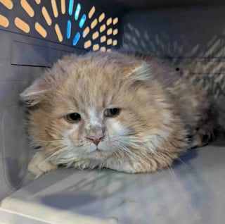 Illustration de l'article : Sauv&eacute; de la rue et du froid, un chat trouve enfin un foyer et sort de sa coquille (vid&eacute;o)