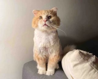 Illustration de l'article : Sauv&eacute; de la rue et du froid, un chat trouve enfin un foyer et sort de sa coquille (vid&eacute;o)