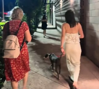 Illustration de l'article : Une famille en vacances rencontre une chienne errante couverte de puces sur l'embarcad&egrave;re, l'emm&egrave;ne en cachette &agrave; l'h&ocirc;tel et d&eacute;cide de l'adopter (vid&eacute;o)