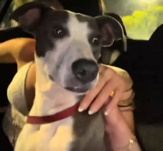 Illustration de l'article : Une famille en vacances rencontre une chienne errante couverte de puces sur l'embarcad&egrave;re, l'emm&egrave;ne en cachette &agrave; l'h&ocirc;tel et d&eacute;cide de l'adopter (vid&eacute;o)