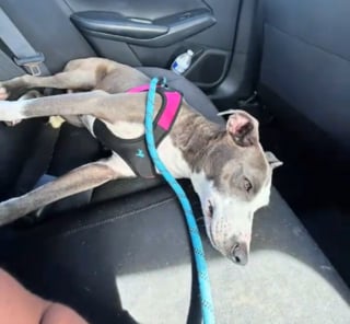 Illustration de l'article : Une famille en vacances rencontre une chienne errante couverte de puces sur l'embarcad&egrave;re, l'emm&egrave;ne en cachette &agrave; l'h&ocirc;tel et d&eacute;cide de l'adopter (vid&eacute;o)