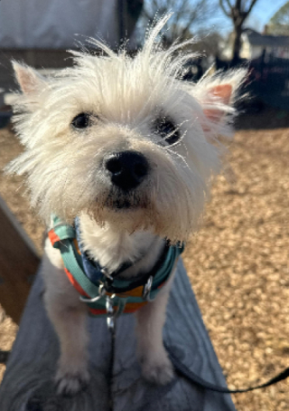 Illustration de l'article : Un Westie risquant l&rsquo;euthanasie est adopt&eacute; par un couple et fait preuve d'un attachement intense et tr&egrave;s rapide avec eux (vid&eacute;o)