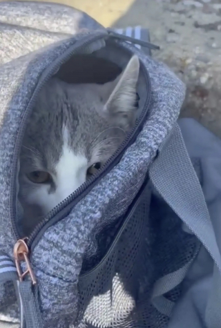 Illustration de l'article : D&eacute;couvert abandonn&eacute; dans un sac au bord d'une route enneig&eacute;e, ce chat s&eacute;nior au temp&eacute;rament doux trouve enfin une famille