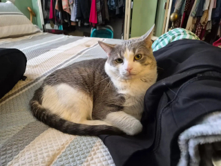 Illustration de l'article : D&eacute;couvert abandonn&eacute; dans un sac au bord d'une route enneig&eacute;e, ce chat s&eacute;nior au temp&eacute;rament doux trouve enfin une famille