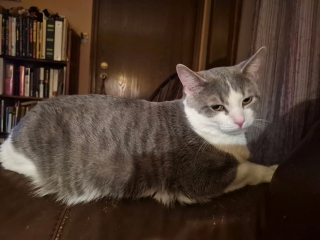 Illustration de l'article : D&eacute;couvert abandonn&eacute; dans un sac au bord d'une route enneig&eacute;e, ce chat s&eacute;nior au temp&eacute;rament doux trouve enfin une famille