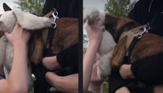 Illustration de l'article : Un gar&ccedil;on de 9 ans sauve sa soeur et son chien de l&rsquo;incendie de leur maison