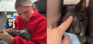 Illustration de l'article : Une b&eacute;n&eacute;vole offre un nouveau d&eacute;part &agrave; un chat s&eacute;nior plac&eacute; en refuge apr&egrave;s le d&eacute;part de ses ma&icirc;tres en maison de retraite (vid&eacute;o)