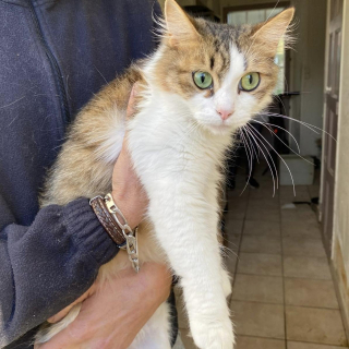 Illustration de l'article : &laquo; Les chatons &eacute;taient donn&eacute;s sur les sites d&rsquo;annonces en ligne &raquo;, 13 chats secourus &agrave; Angers apr&egrave;s des reproductions incontr&ocirc;l&eacute;es