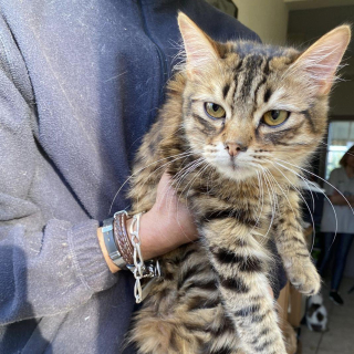 Illustration de l'article : &laquo; Les chatons &eacute;taient donn&eacute;s sur les sites d&rsquo;annonces en ligne &raquo;, 13 chats secourus &agrave; Angers apr&egrave;s des reproductions incontr&ocirc;l&eacute;es