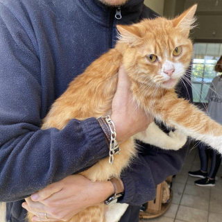 Illustration de l'article : &laquo; Les chatons &eacute;taient donn&eacute;s sur les sites d&rsquo;annonces en ligne &raquo;, 13 chats secourus &agrave; Angers apr&egrave;s des reproductions incontr&ocirc;l&eacute;es