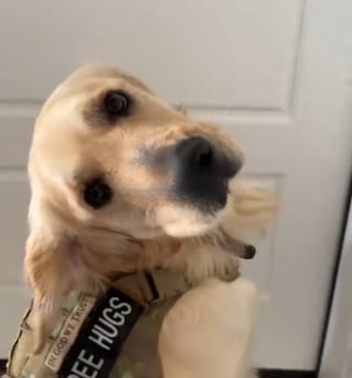 Illustration de l'article : Ce Golden Retriever ayant v&eacute;cu en appartement fait un joyeux tour du propri&eacute;taire dans sa nouvelle grande maison avec jardin (vid&eacute;o)