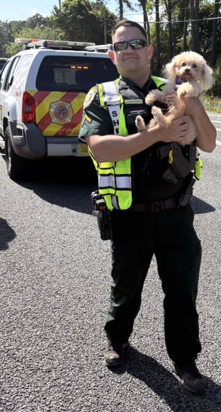 Illustration de l'article : Apr&egrave;s un accident impliquant 4 voitures, un policier rassure une chienne s&eacute;niore s&eacute;par&eacute;e de sa propri&eacute;taire hospitalis&eacute;e jusqu'&agrave; l'arriv&eacute;e de la famille