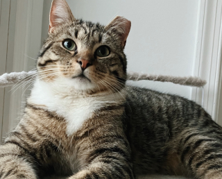 Illustration de l'article : Une m&egrave;re d&rsquo;accueil assiste &agrave; un d&eacute;but d&rsquo;amiti&eacute; touchant entre un chat et une chatte accueillis apr&egrave;s une vie d&rsquo;errance