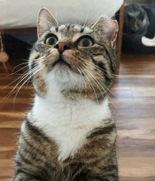 Illustration de l'article : Une m&egrave;re d&rsquo;accueil assiste &agrave; un d&eacute;but d&rsquo;amiti&eacute; touchant entre un chat et une chatte accueillis apr&egrave;s une vie d&rsquo;errance