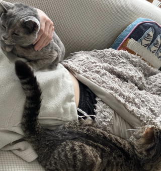 Illustration de l'article : Une m&egrave;re d&rsquo;accueil assiste &agrave; un d&eacute;but d&rsquo;amiti&eacute; touchant entre un chat et une chatte accueillis apr&egrave;s une vie d&rsquo;errance