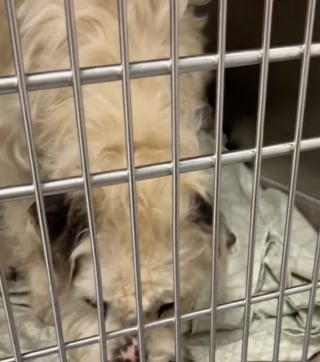 Illustration de l'article : Une b&eacute;n&eacute;vole rend visite au &laquo; chien le plus d&eacute;prim&eacute; du refuge &raquo; et lui fait passer une joyeuse journ&eacute;e (vid&eacute;o)