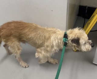 Illustration de l'article : Une b&eacute;n&eacute;vole rend visite au &laquo; chien le plus d&eacute;prim&eacute; du refuge &raquo; et lui fait passer une joyeuse journ&eacute;e (vid&eacute;o)