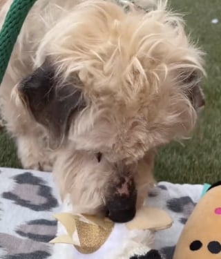 Illustration de l'article : Une b&eacute;n&eacute;vole rend visite au &laquo; chien le plus d&eacute;prim&eacute; du refuge &raquo; et lui fait passer une joyeuse journ&eacute;e (vid&eacute;o)