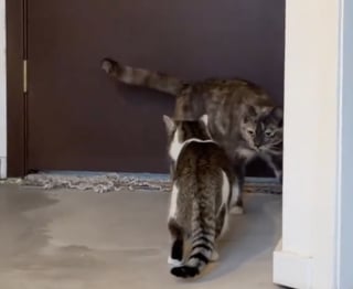 Illustration de l'article : Une m&egrave;re d&rsquo;accueil aid&eacute;e de son chat parvient &agrave; faire sortir de sa cachette un f&eacute;lin extr&ecirc;mement peureux (vid&eacute;o)