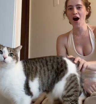 Illustration de l'article : Une m&egrave;re d&rsquo;accueil aid&eacute;e de son chat parvient &agrave; faire sortir de sa cachette un f&eacute;lin extr&ecirc;mement peureux (vid&eacute;o)