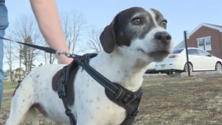 Illustration de l'article : Ce chien &laquo; n'&eacute;tait plus lui-m&ecirc;me &raquo; apr&egrave;s avoir aval&eacute; 6 chaussettes et un sac, il est sauv&eacute; par une op&eacute;ration r&eacute;alis&eacute;e en urgence