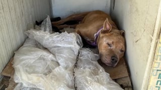 Illustration de l'article : D&eacute;couvert dans un abri de fortune sur un parking, ce chien de 7 ans atteint de leishmaniose est aujourd&rsquo;hui pr&ecirc;t &agrave; rejoindre une famille