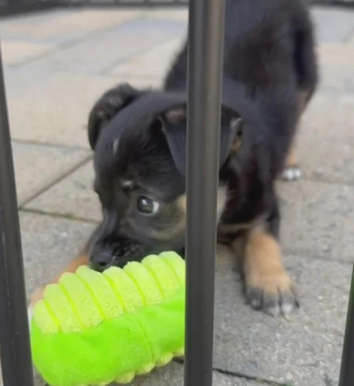 Illustration de l'article : Jet&eacute; par son propri&eacute;taire &agrave; travers les barreaux d&rsquo;un refuge, un chiot rejoint seul une clinique v&eacute;t&eacute;rinaire qui le sauve