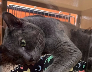 Illustration de l'article : Un chat au comportement jug&eacute; complexe attend une seconde chance apr&egrave;s avoir &eacute;t&eacute; ramen&eacute; au refuge par sa famille (vid&eacute;o)