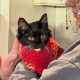 Illustration de l'article : Cette chatte qui a un rapport particulier avec l&rsquo;eau fait tout un drame et boite d&egrave;s qu&rsquo;elle se mouille la patte (vid&eacute;o)