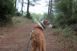 Illustration de l'article : L'obligation de tenir son chien en laisse en for&ecirc;t est entr&eacute;e en vigueur cette semaine dans toute la France, jusqu'&agrave; 750 euros d'amende en cas de non-respect
