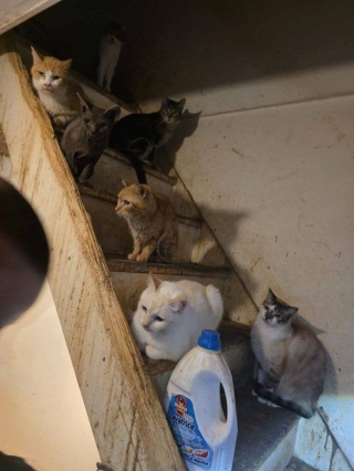 Illustration de l'article : Autorit&eacute;s, secours et SPA sauvent 49 chats qui vivaient dans des conditions alarmantes chez une personne atteinte du syndrome de No&eacute;