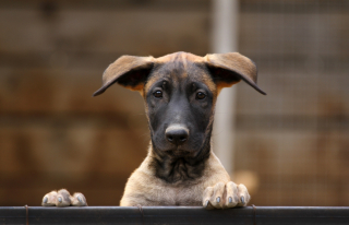 Illustration de l'article : Apr&egrave;s une premi&egrave;re intervention vaine, un Spitz enferm&eacute; dans une pi&egrave;ce jonch&eacute;e d'excr&eacute;ments en Meurthe-et-Moselle est enfin sauv&eacute;