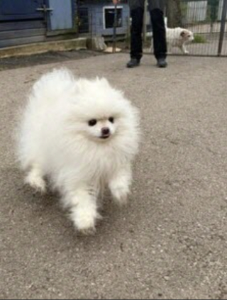 Illustration de l'article : Apr&egrave;s une premi&egrave;re intervention vaine, un Spitz enferm&eacute; dans une pi&egrave;ce jonch&eacute;e d'excr&eacute;ments en Meurthe-et-Moselle est enfin sauv&eacute;