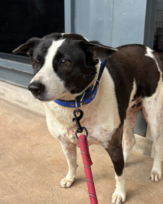 Illustration de l'article : Pour f&ecirc;ter l'adoption d'une chienne attaqu&eacute;e par des canid&eacute;s errants, ses bienfaiteurs l'emm&egrave;nent &agrave; la plage et lui offrent une glace